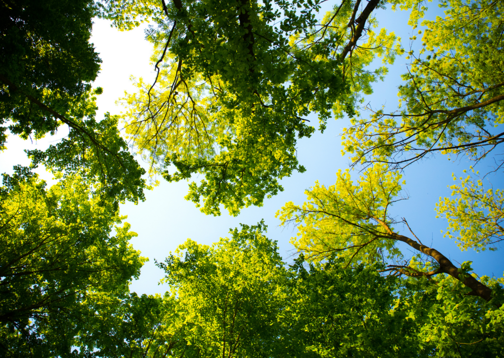 Sustainability is cool! Love Cheese and Environmental Responsibility 3 trees