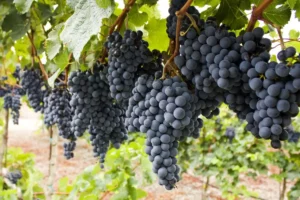 How Red Wine is Made 1 B66D9F83 75B2 450D 90C5 498C5163F5B9