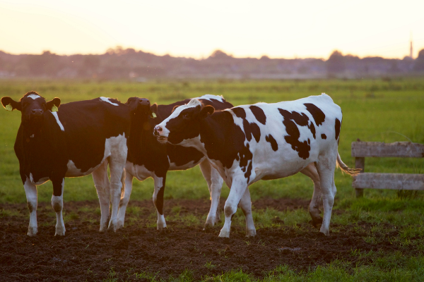 Spring Sensations: This Seasons Must Haves 1 cows